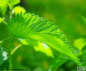 Puzzle Τσουκνίδα leaf